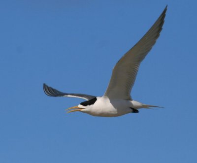 Crested Tern