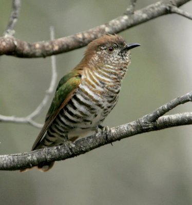 Shining Bronze Cuckoo