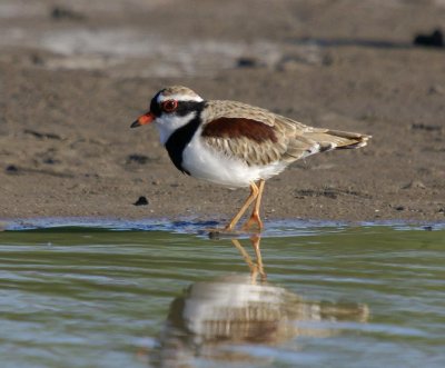 Black-fronted Plover