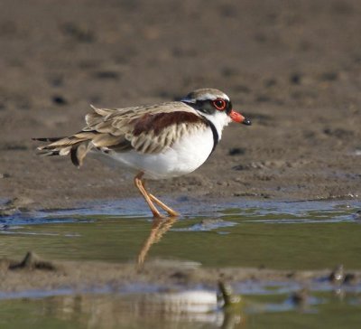 Black-fronted Plover