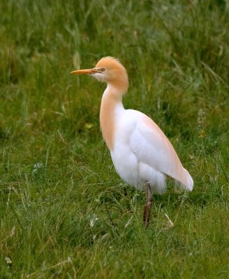 Cattle Egret