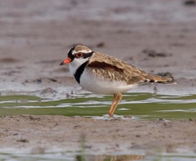 Black-fronted Plover