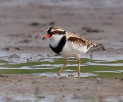 Black-fronted Plover