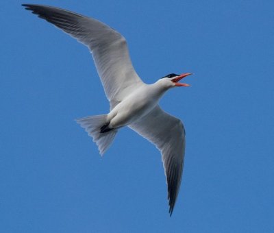 Caspian Tern