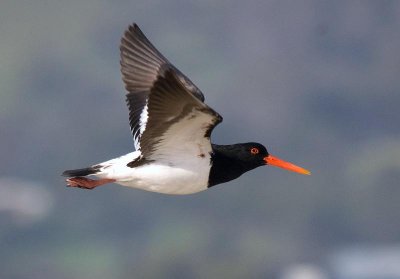 Pied Oystercatcher