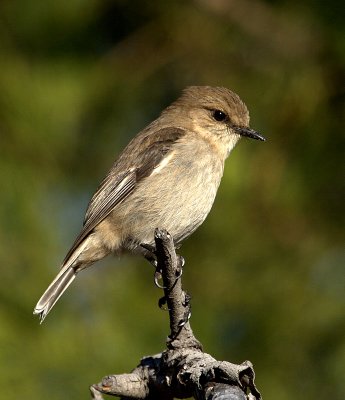 Dusky Robin