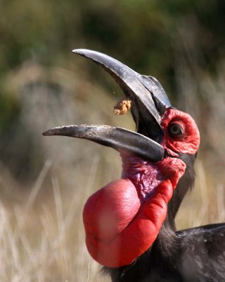 Sothern Ground -Hornbill