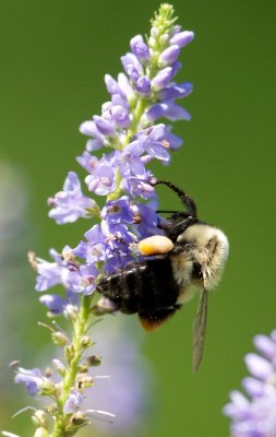 Bumblebee, Westport, MA