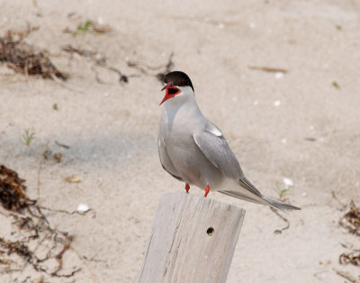 Arctic Tern, Plymouth Beach, MA.jpg