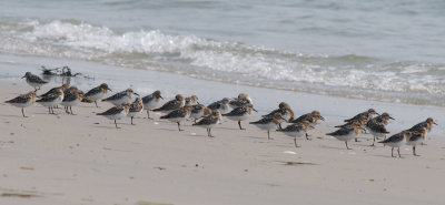 Sanderling flock.jpg