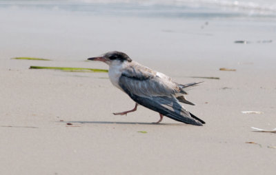Common Tern tired fledgling