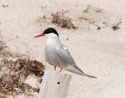 Arctic Tern, Plymouth Beach, MA.jpg