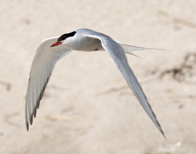 Arctic Tern in flight, Plymouth Beach, MA.jpg