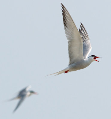 Common Tern in Flight, Plymouth Beach, MA.jpg