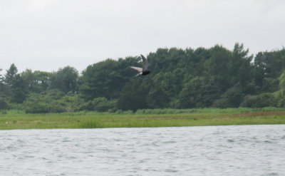 Black Tern, Cross Island, Essex River, MA