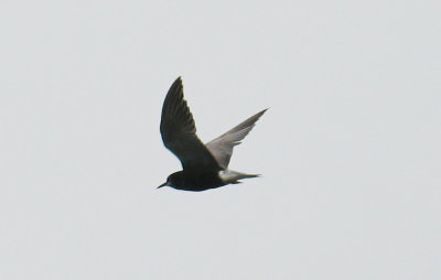 Black Tern, Cross Island, Essex River, MA