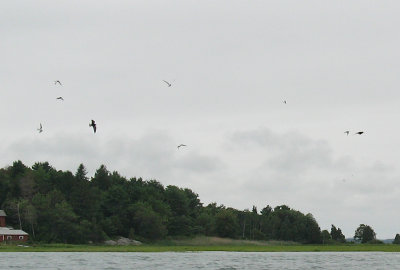 Black Tern, Cross Island, Essex River, MA