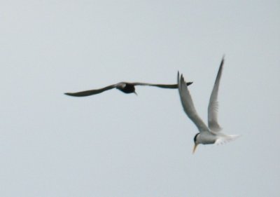 Black Tern and Least Tern, Cross Island, Essex River, MA