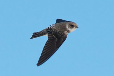 Bank Swallow in flight, Crane's Beach, Ipswich, MA.jpg