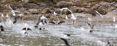 Double-Crested Cormorant and Ring-Billed Gull mob, The Narrows, Essex River, MA.jpg