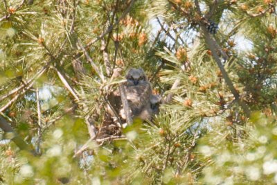 11-Jun-08 Great Horned Owl Chicks, Plum Island.jpg