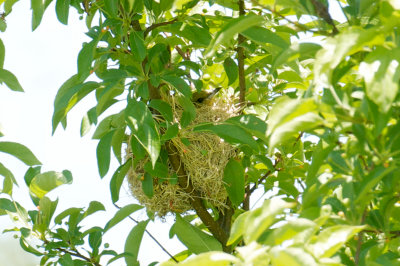 11-Jun-08 Orchard Oriole on nest, Plum Island.jpg