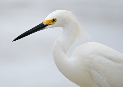 Snowy Egret, Barefoot Beach