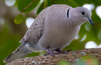 Eurasian Collared-Dove, Naples