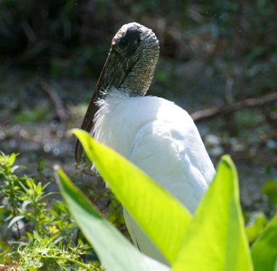 Wood Stork, Corkscrew Swamp