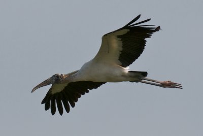 Wood Stork, Naples Water Reclamation