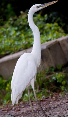 Great Blue Heron white morph, Everglades