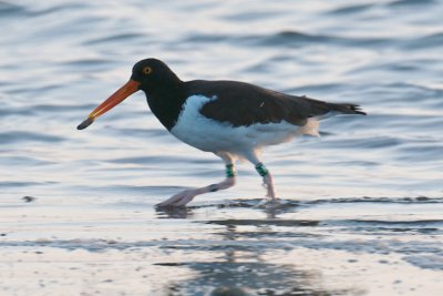 American Oystercatcher with breakfast, Lovers Key