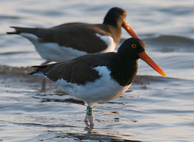 American Oystercatchers, Lovers Key