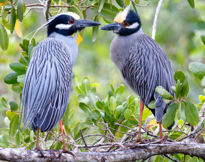 Yellow Crowned Night Heron pair, Ding Darling 4.jpg