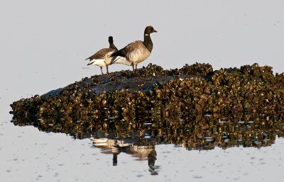 Brant, Essex, MA.jpg