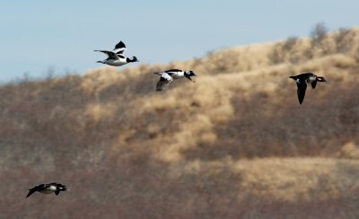 Buffleheads in flight, Cuttyhunk, MA.jpg