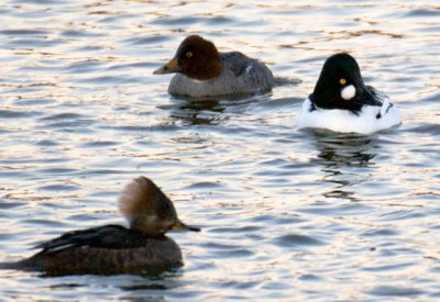 Common Goldeneye pair and Hooded Merganser, Essex causeway, MA.jpg