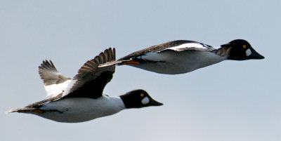 Common Goldeneyes in flight, Merrimack River, Salisbury, MA.jpg