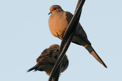 Mourning Dove, Essex, MA.jpg