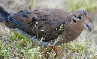 Mourning Dove juvenile, Essex, MA.jpg