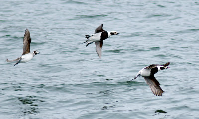 Long-Tailed Duck, Essex Narrows, MA.jpg