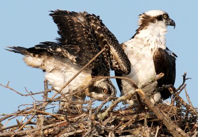 Osprey mother and chick on nest, Lovers Key.jpg