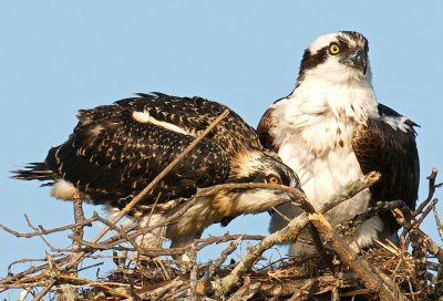 Osprey mother and chick on nest, Lovers Key.jpg