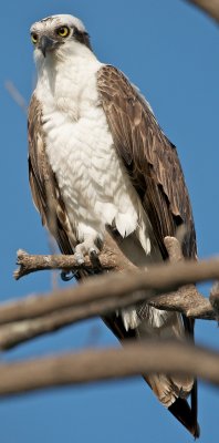 Osprey male perched, Lovers Key.jpg