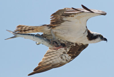 Osprey in flight with lunch, Sanibel causeway.jpg