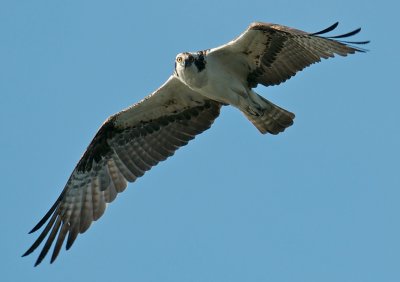Osprey male in flight, Westport River, MA.jpg