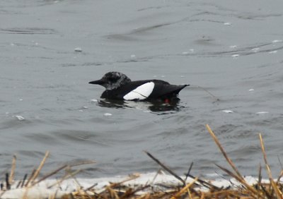 Black Guillemot, Essex, MA causeway after storm.jpg