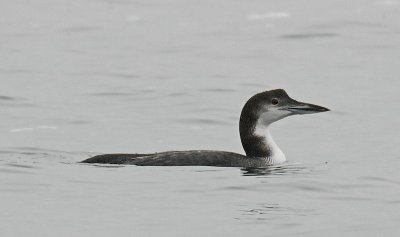 Common Loon, off Plum Island, MA.jpg