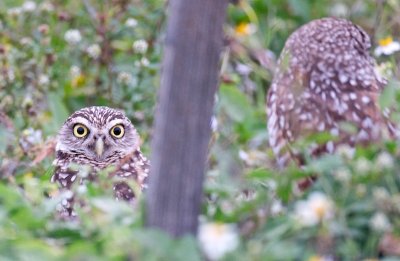 Burrowing Owl Pair, Marco Island.jpg