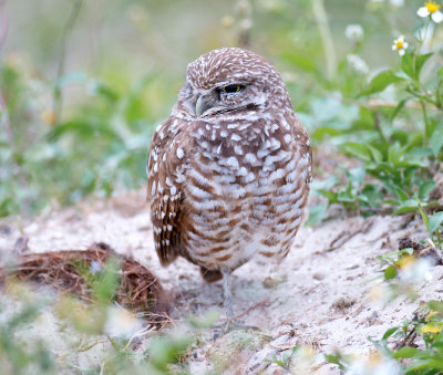 Burrowing Owl male, Marco Island.jpg